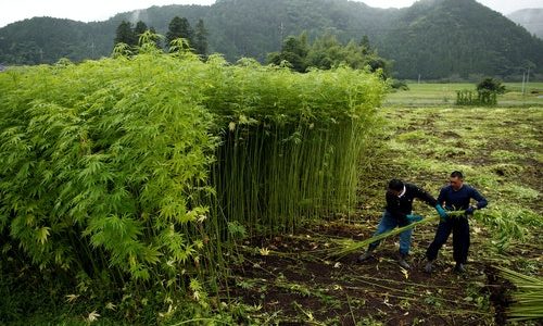 Is Japanese Hemp a Narcotic?